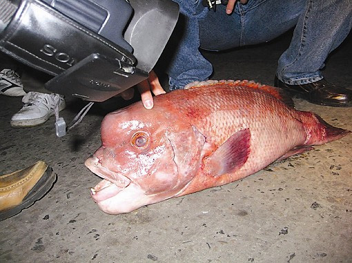 这条寿星鱼有7公斤重--普陀新闻网