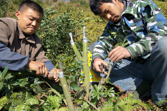 登步杨梅忙嫁接