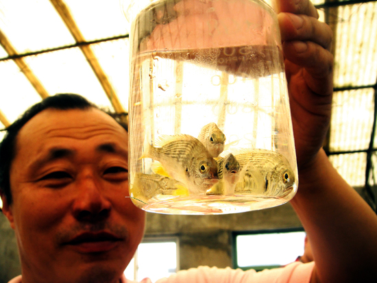 人工繁育东海种群黄鳍鲷