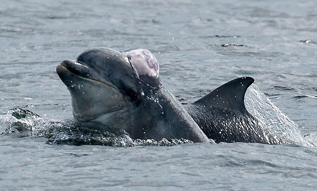 ��Ƥ����Ϸˣ��ɫˮĸ