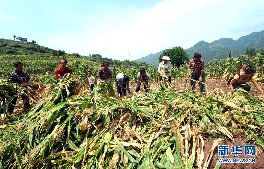 ���Ϻ�������������