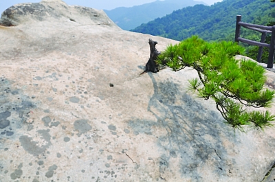 ɽ����ʯ�ϳ�������