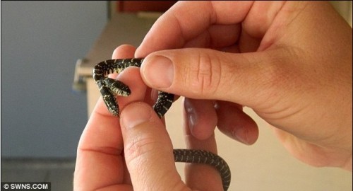 �����ִ��˫ͷ��