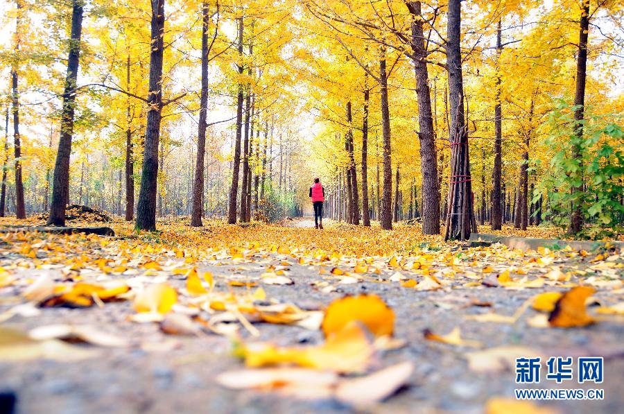 ɽ��۰��30��Ķ������