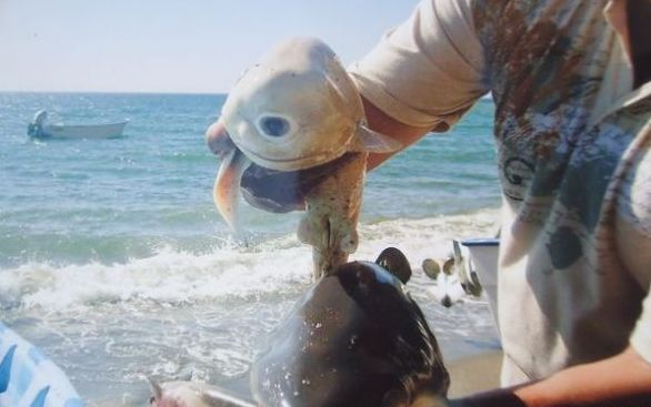 �����Ķ��ۻ�������̥��