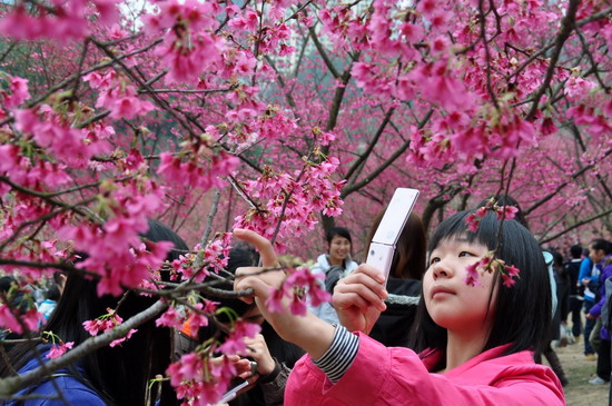 2月26日,一名游客在广西南宁市石门森林公园樱花谷欣赏樱花拍照留念.