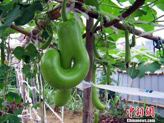 福建长出“海宝”瓜
