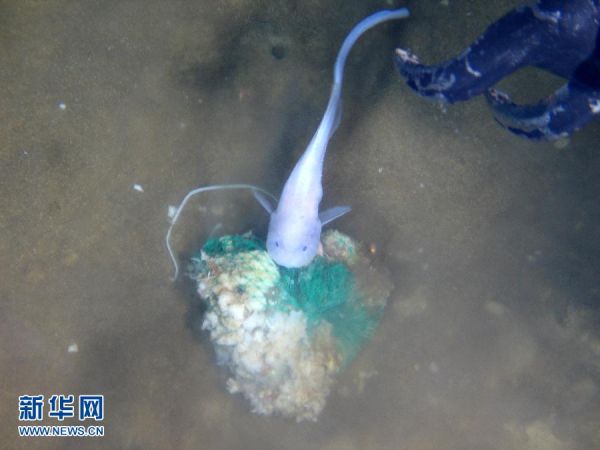 “蛟龙”号发现深海生物