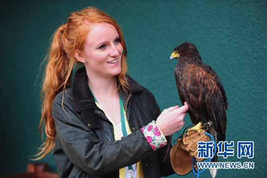 被盗温网明星鹞鹰重归原主