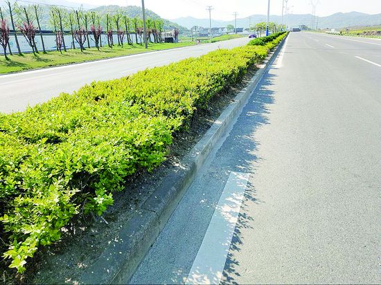鸭东线中央绿化带完成补种