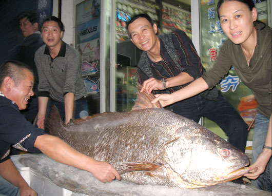 好大一条毛鲿鱼